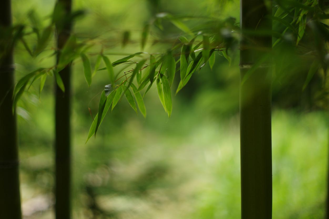 Growing the finest quality bamboo for furniture production